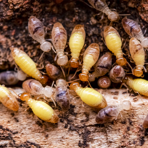 Pest Control McMahon Exterminating WDI / Termite Inspection